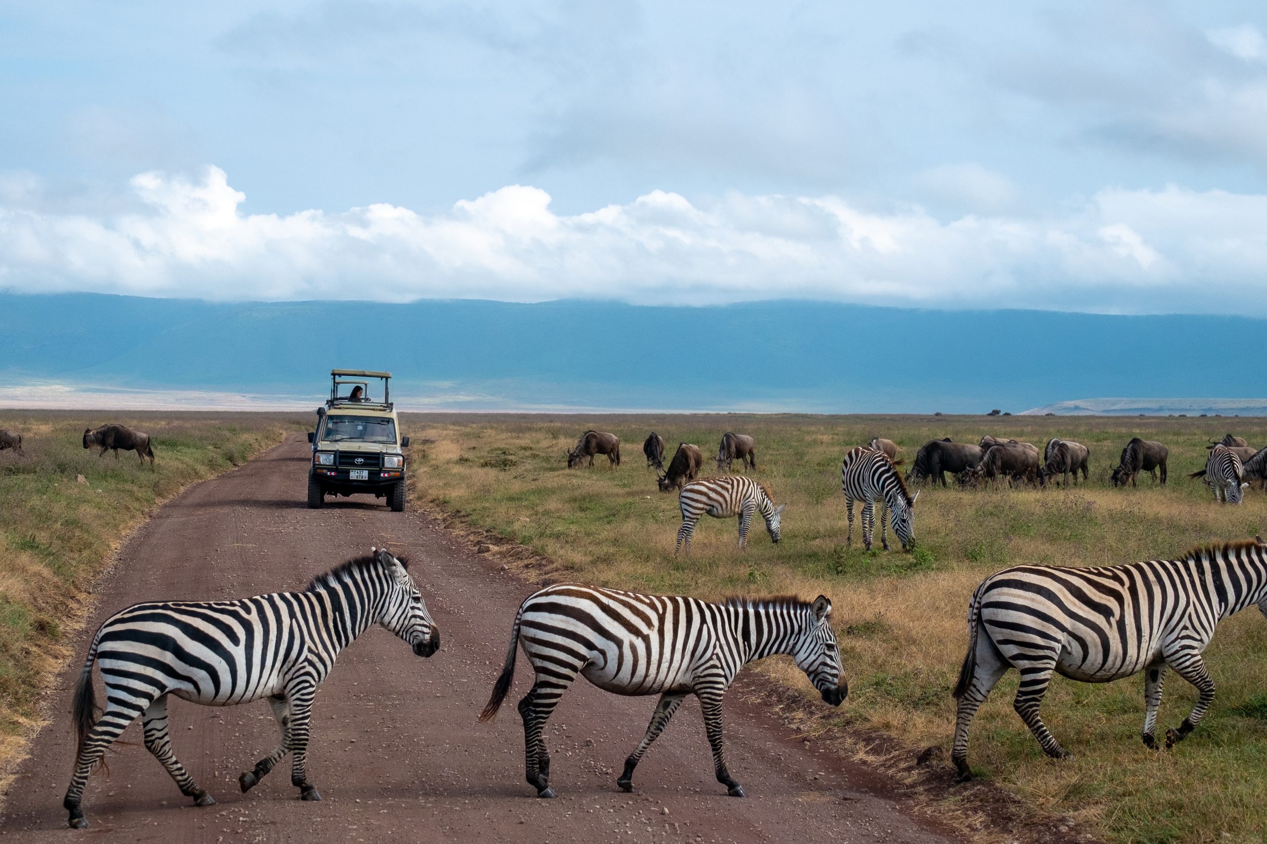 Ngorongoro Crater wildlife viewing on a day trip