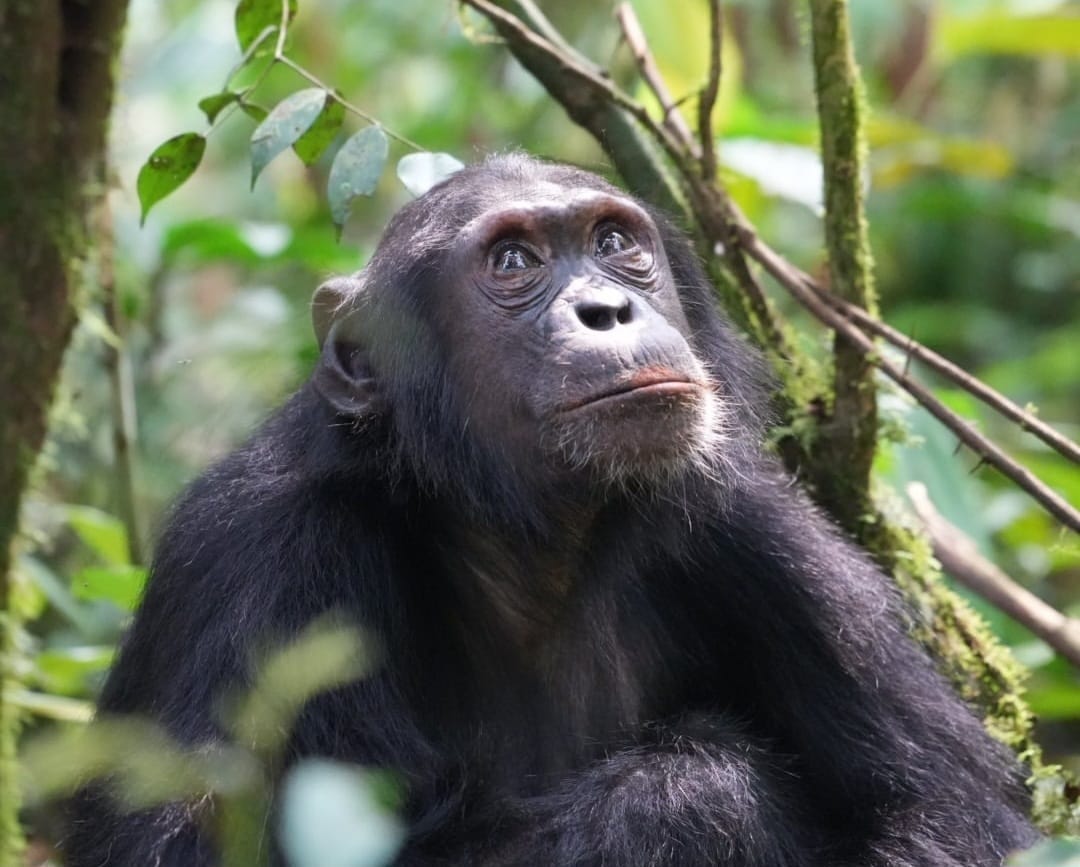 Mountain gorilla sitting in the lush forest of Volcanoes National Park
