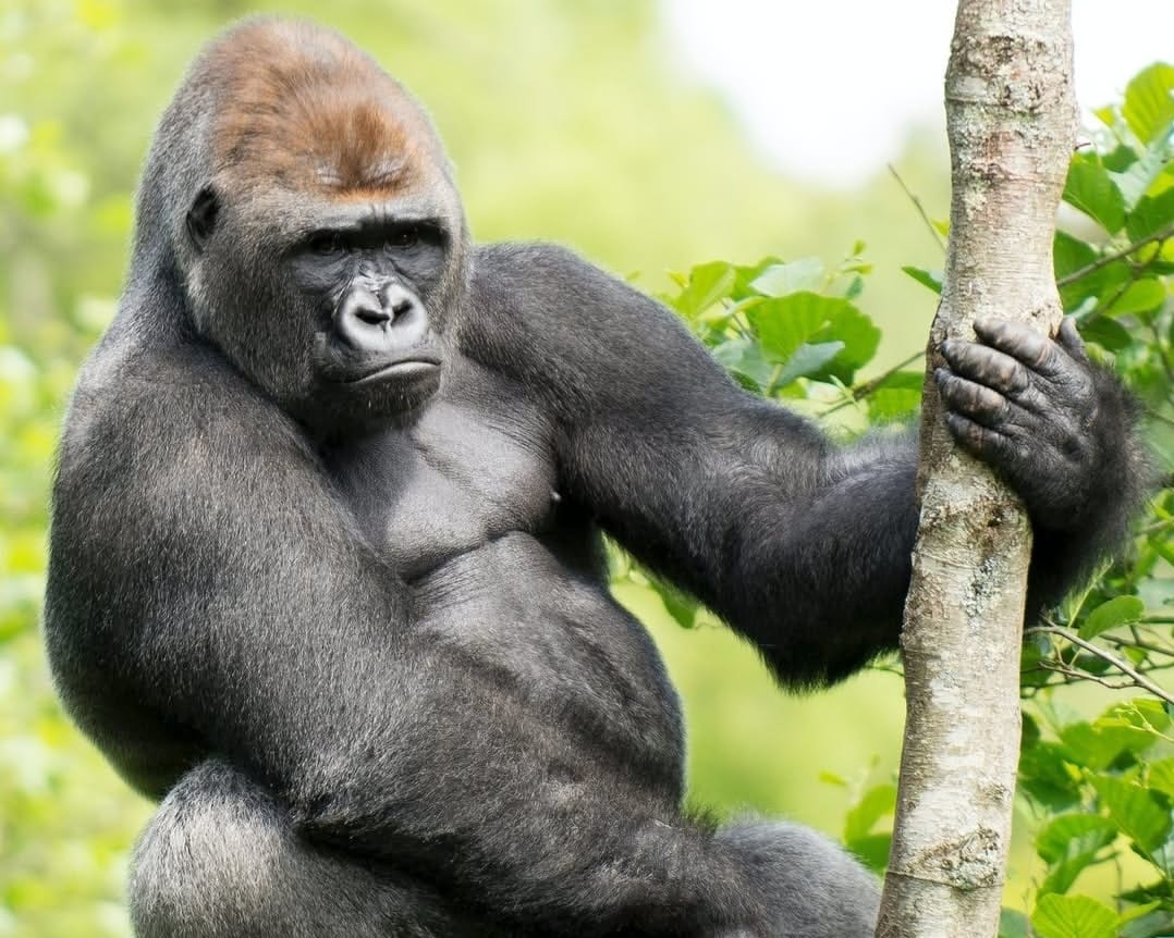 Mountain gorilla resting in the lush forest of Volcanoes National Park