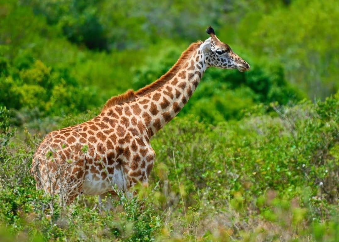 Giraffe walking in Arusha National Park during Tanzania wildlife safari and Mount Meru day trip experience