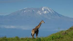 Giraffe grazing in Arusha National Park, Tanzania.