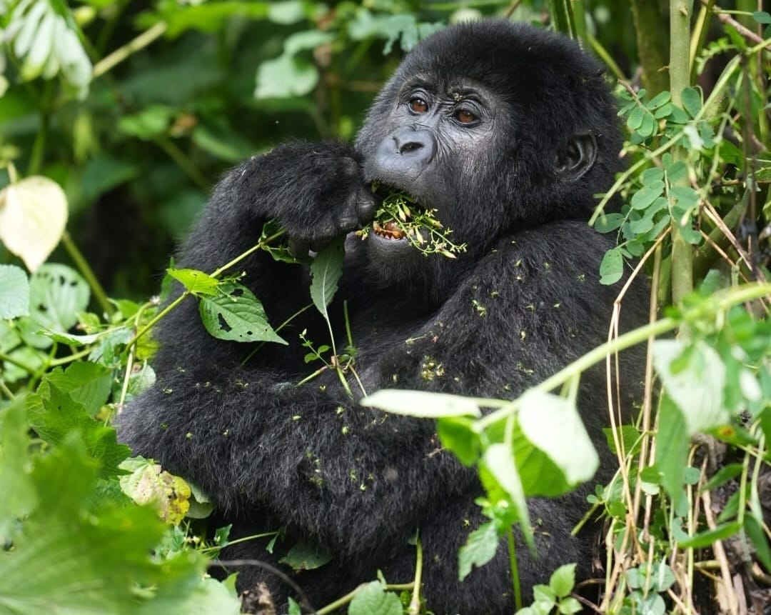 Close-up of a mountain gorilla in the lush forest of Volcanoes National Park