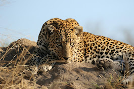 Leopard watching its surroundings in Lake Manyara National Park