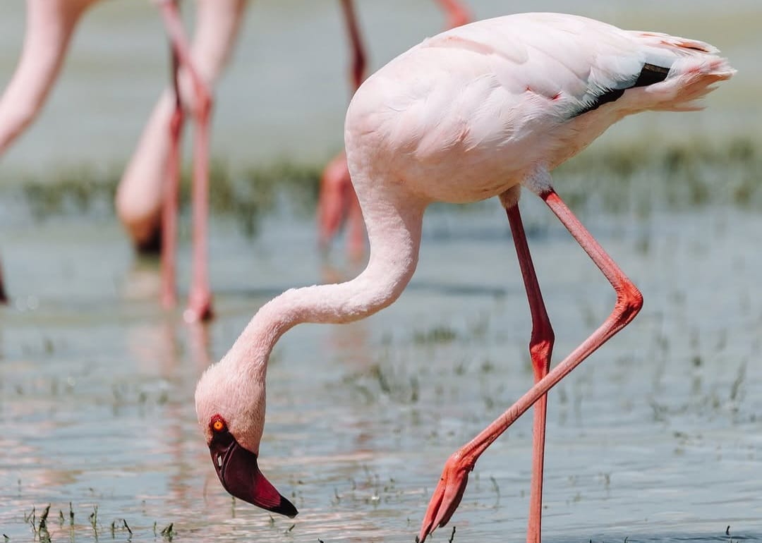 Colorful bird at Lake Manyara National Park during Tanzania Wildlife Safari and African safari birdwatching experience