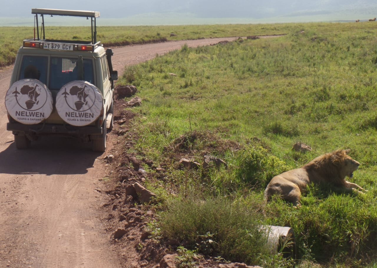 Nelwen safari car near lion in Ngorongoro National Park during Tanzania Wildlife Safari and Big Five game drive experience