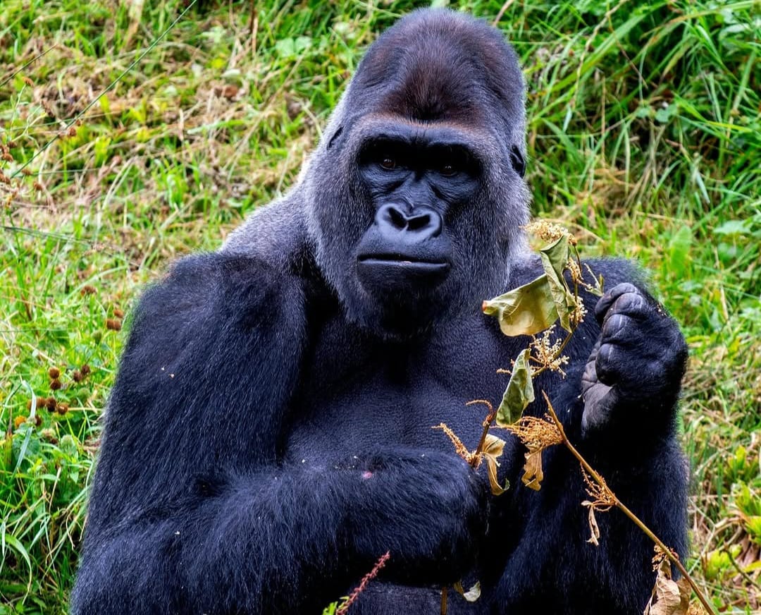 Mountain gorilla in Volcanoes National Park sitting in lush green forest vegetation