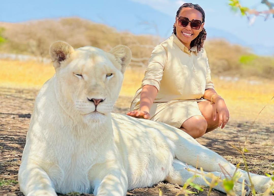 Client touching lion at Serval Wildlife Sanctuary in Siha during Tanzania wildlife experience and Kilimanjaro day trip tour