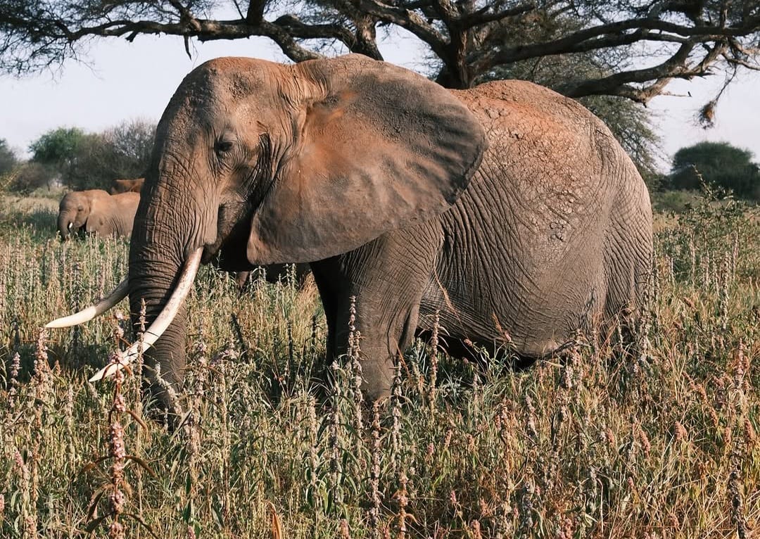 African elephant walking in Tarangire National Park during Tanzania Wildlife Safari and Big Five game drive experience