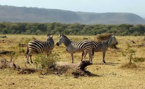 African elephants walking across the savannah.