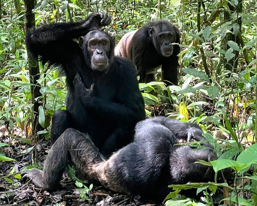 Mountain gorillas playing and interacting in the lush forest of Volcanoes National Park