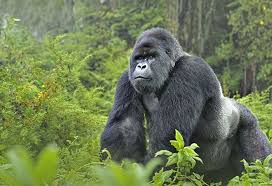 Gorilla trekking experience in Bwindi Impenetrable National Park