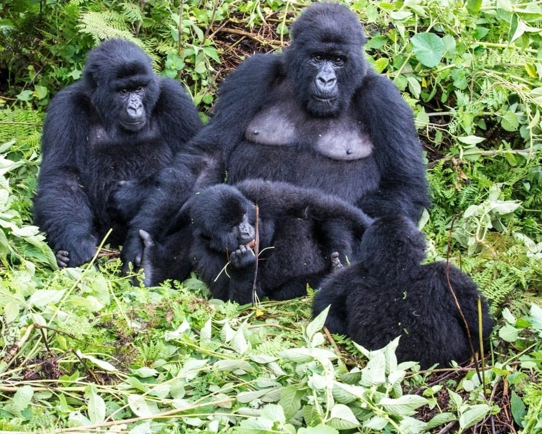 Two mountain gorillas with their babies resting peacefully in the lush forest of Volcanoes National Park