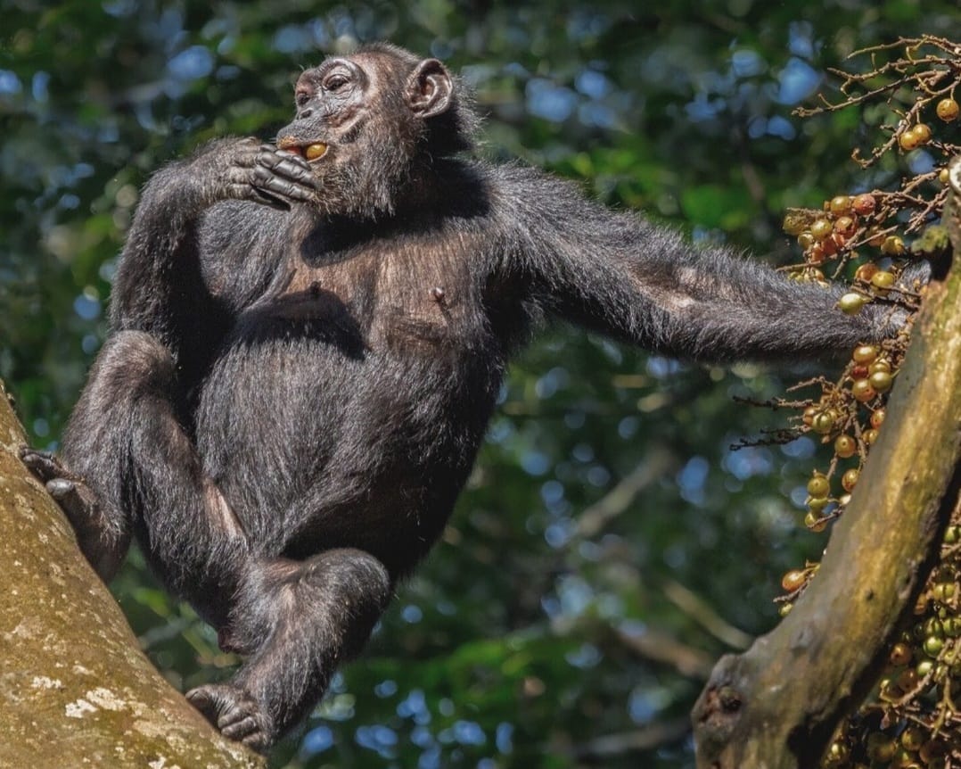 Mountain gorilla perched on a tree eating fruit in the lush forest of Volcanoes National Park
