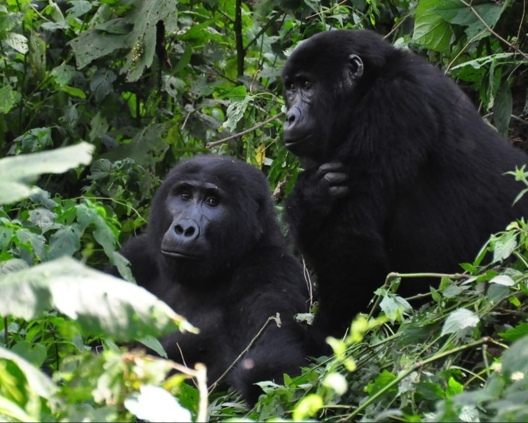 Two mountain gorillas sitting together in the lush forest of Volcanoes National Park