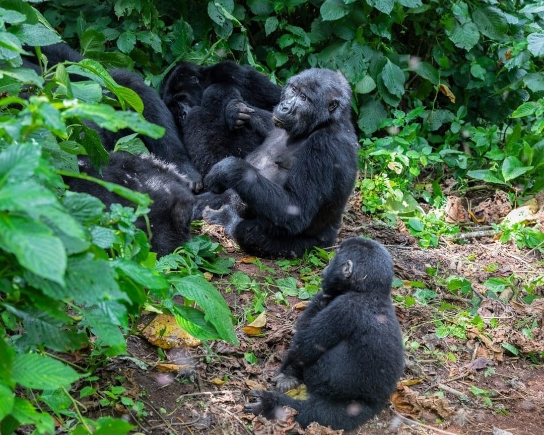 Family of mountain gorillas resting together in the lush forest of Volcanoes National Park