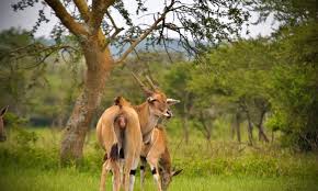 A graceful antelope standing in the savannah with lush grass and trees in the background