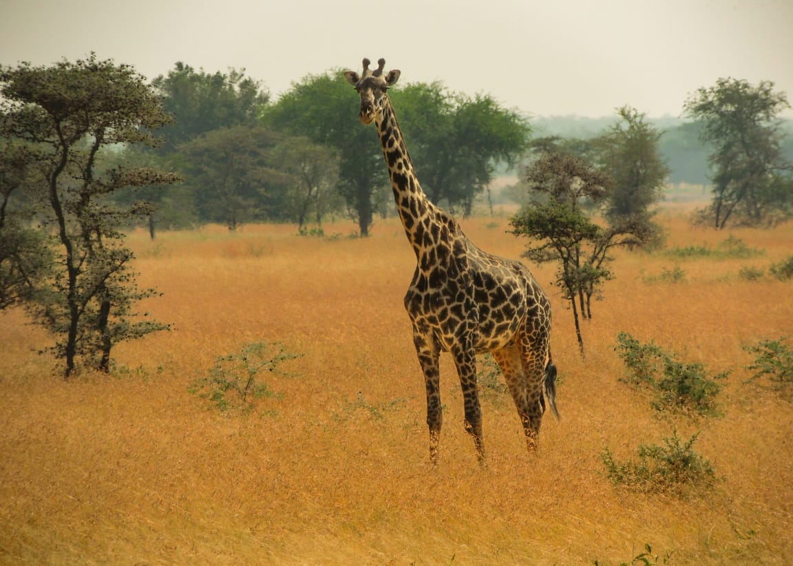Giraffe standing in Arusha National Park during Tanzania Wildlife Safari and African safari game drive experience