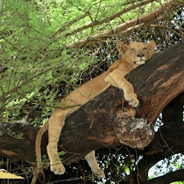 Tree-climbing lion resting on a branch in Lake Manyara National Park
