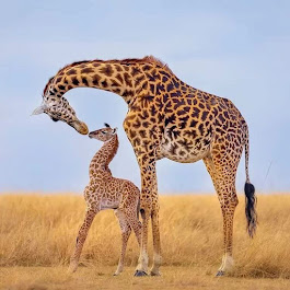 Mother and baby giraffe grazing together in the wild