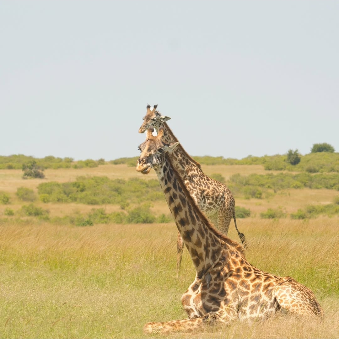 Giraffe browsing in Arusha National Park during a 2-day safari to Arusha and Lake Manyara