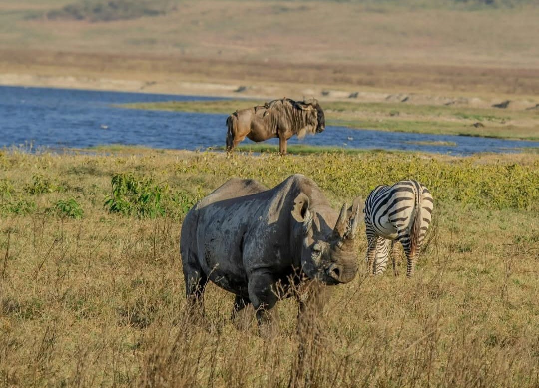 Rhinos feeding in Ngorongoro Crater during Tanzania safari