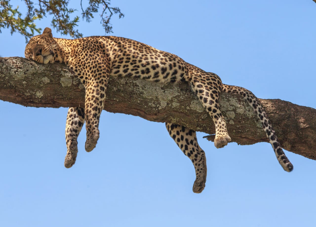 Leopard sleeping on tree in Serengeti National Park during Tanzania Wildlife Safari and Big Five game drive experience