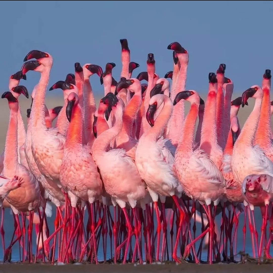 Safari vehicle viewing elephants near Lake Manyara, a flock of pink flamingos, and Ngorongoro Crater's Big Five.