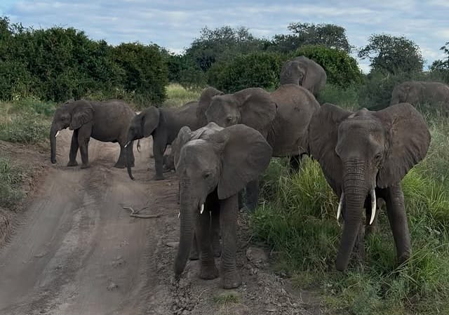 Herd of elephants in Tarangire National Park during Tanzania Wildlife Safari and African Big Five game drive experience