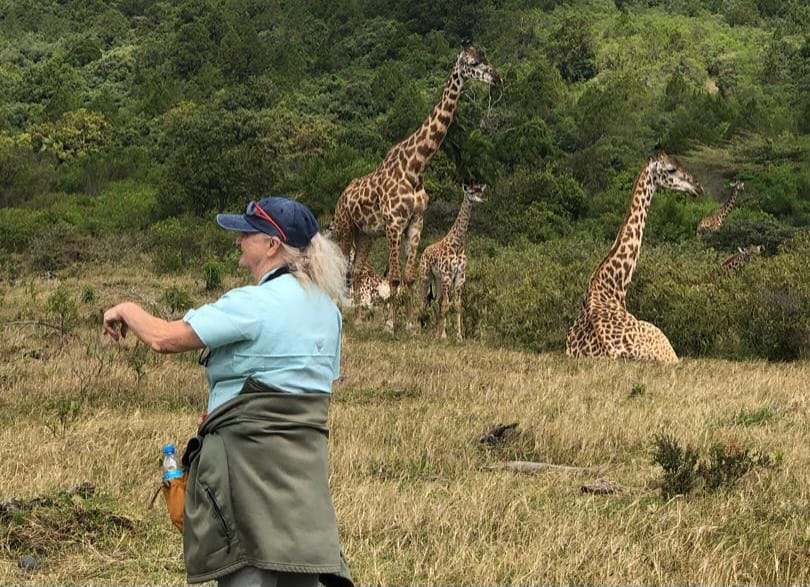 Tourists on a guided walking safari with giraffes in Arusha National Park during a Tanzania Wildlife Safari with Nelwen Tours and Safaris