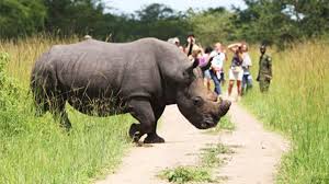 A rhinoceros crossing the savannah as tourists take photos from a safari vehicle