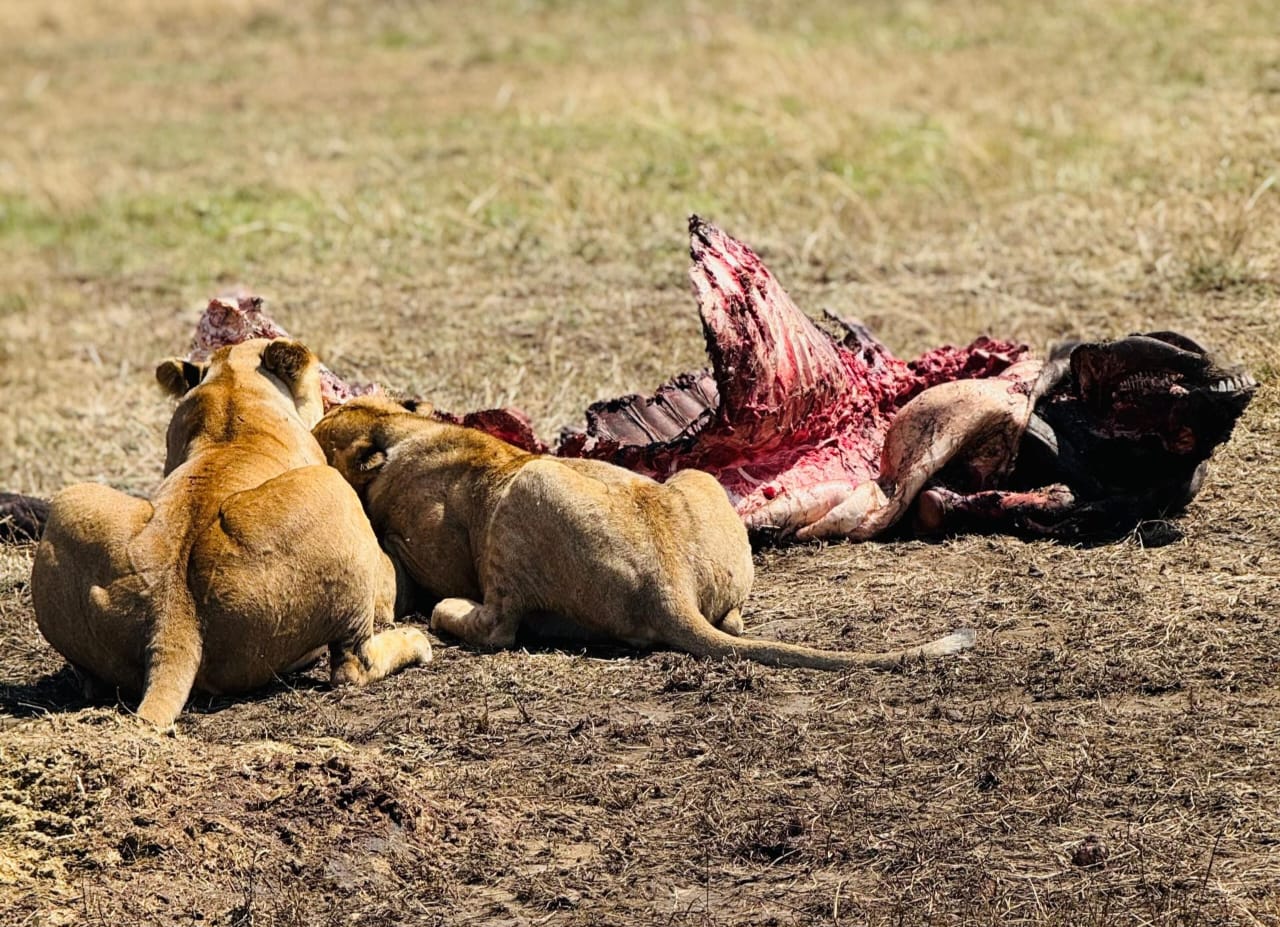 Lions eating wildebeest in Serengeti National Park during Tanzania Wildlife Safari and Big Five game drive experience