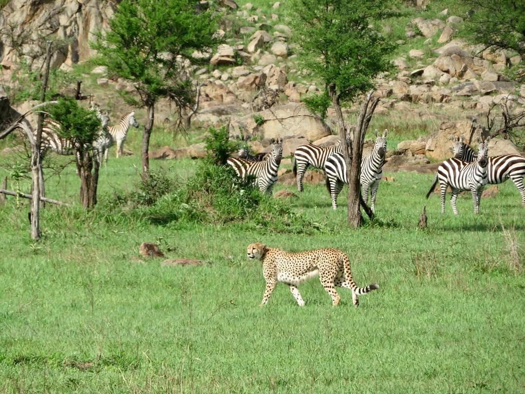 Zebra grazing in Serengeti grassland while a leopard passes nearby in Tanzania savannah.