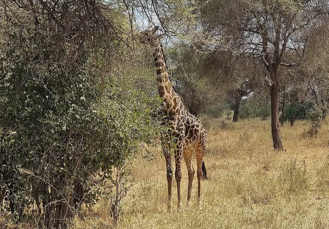 Giraffe eating acacia leaves in Serengeti National Park during Tanzania Wildlife Safari and African Big Five game drive