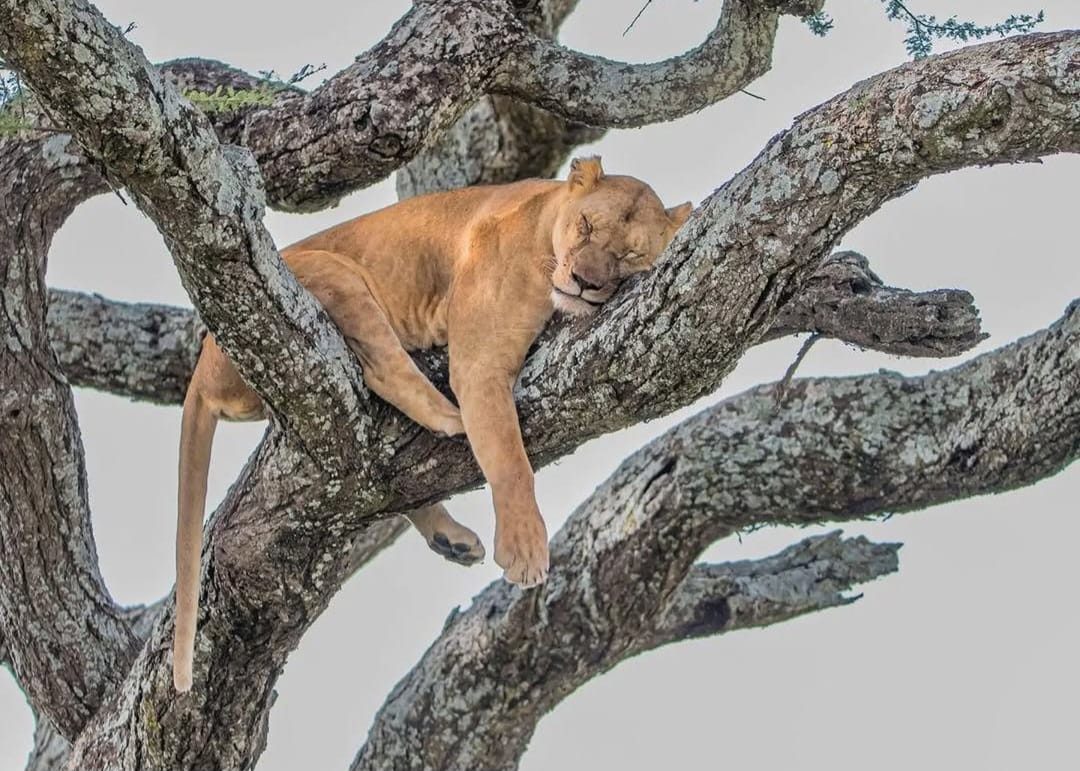 African lion resting on a tree branch in Serengeti National Park Tanzania during wildlife safari with Nelwen Tours & Safaris