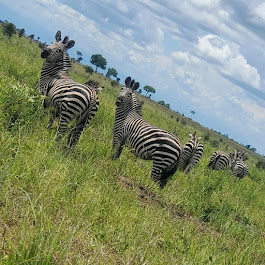 Zebra grazing in Tanzania’s national park