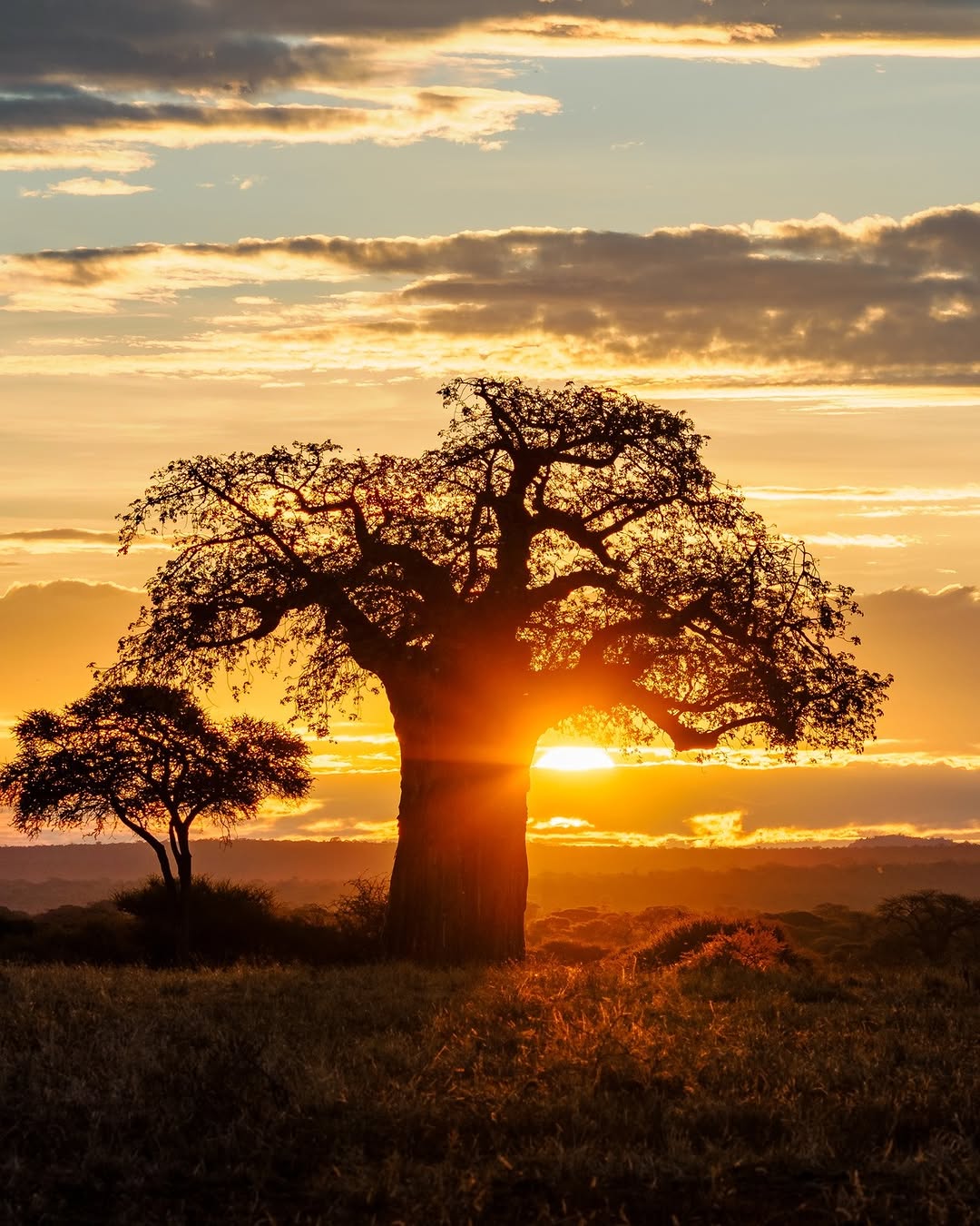 Baobab tree in Tarangire National Park on a 2-day Tarangire and Ngorongoro Crater safari.