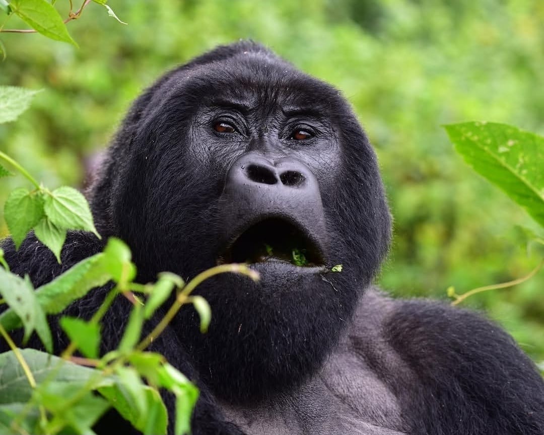 Mountain gorilla eating leaves in the lush forest of Volcanoes National Park