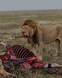 Wild African lion feeding on fresh meat in Tanzania’s national park during an unforgettable wildlife safari experience
