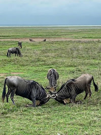 A close-up portrait of a wildebeest showing its curved horns and shaggy beard.
