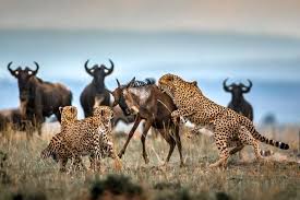 Leopard in mid-attack on a wildebeest in its natural habitat on the savannah.