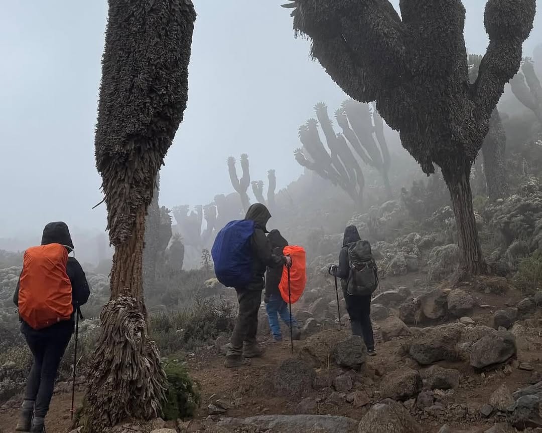 Climbers enjoying a day hike on Mount Kilimanjaro, walking through scenic mountain trails in Tanzania with backpacks and guided support.