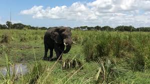 African elephant walking in savannah during safari