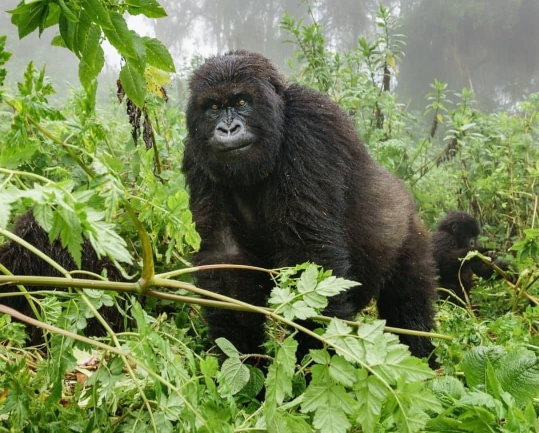 Mountain gorilla standing and looking ahead in the dense forest of Volcanoes National Park