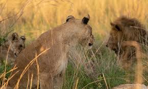 Pride of lions resting in African savannah