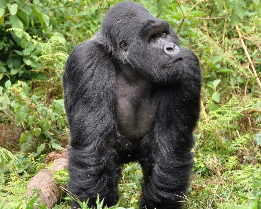 Mountain gorilla standing upright in the dense forest of Volcanoes National Park