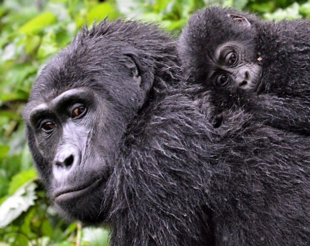 Mother mountain gorilla carrying her baby in the lush forest of Volcanoes National Park