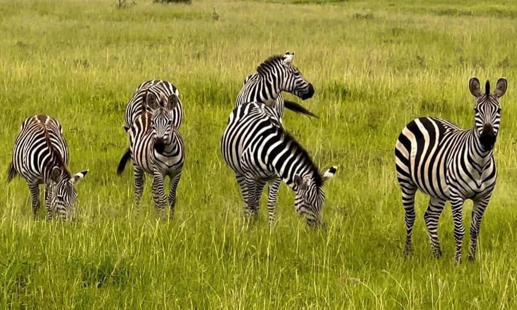 Herd of zebras grazing in the African savannah under a clear sky.
