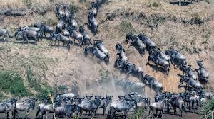 Great wildebeest migration in Serengeti National Park
