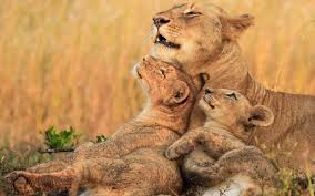 Lioness with her cubs in African savannah