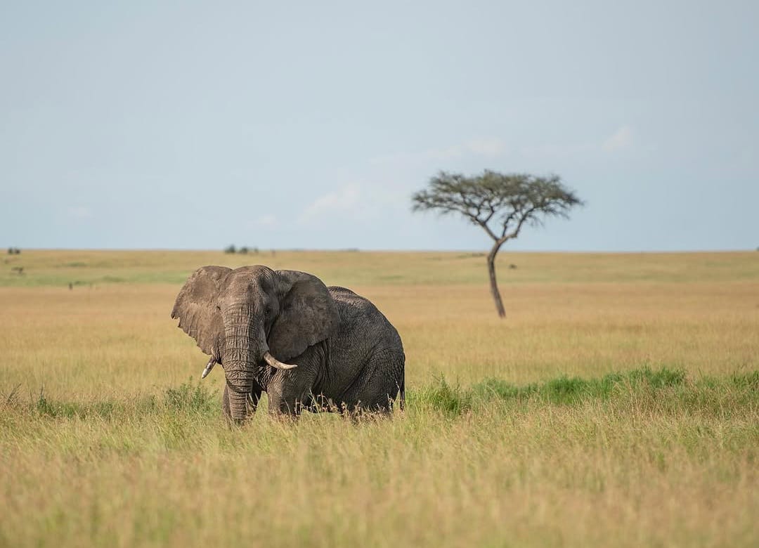 African elephant in Tarangire National Park during Tanzania wildlife safari and Big Five safari tour experience